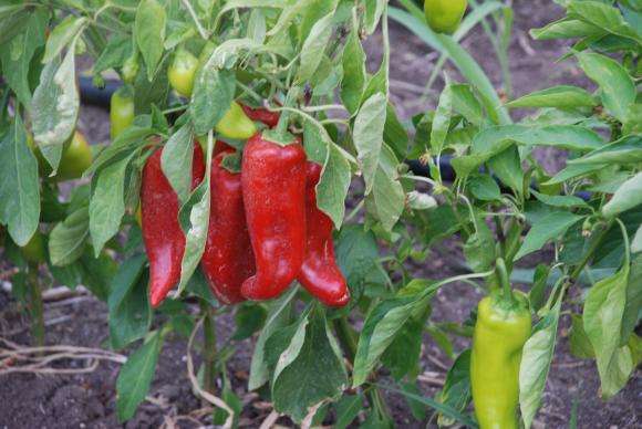 La despoblación rural en Bulgaria y el abandono de las explotaciones