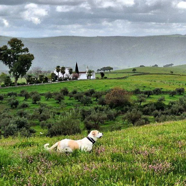 La Candela